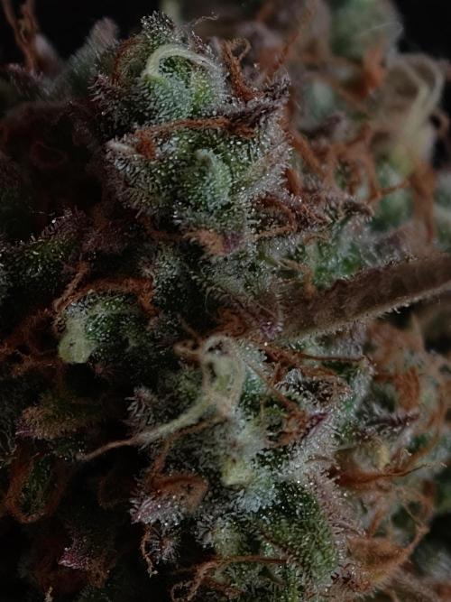 Creamzilla OSS. Week 9