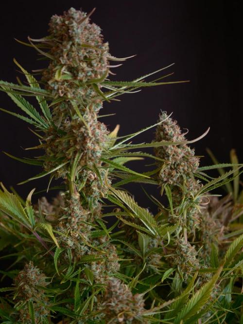 Creamzilla OSS. Week 9
