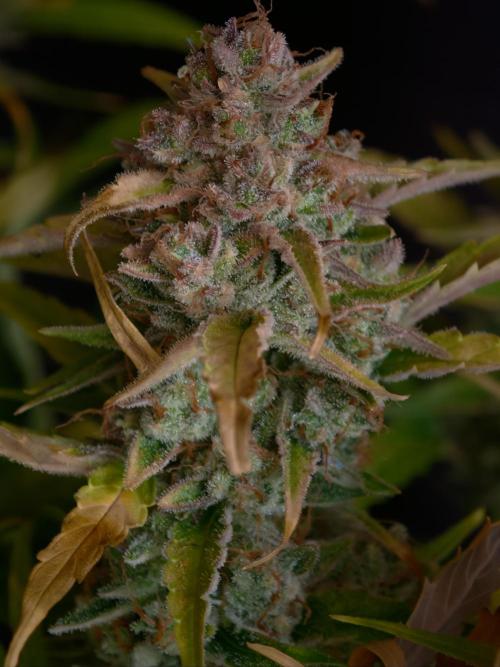 Creamzilla OSS. Week 9