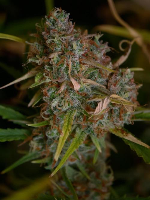 Creamzilla OSS. Week 9
