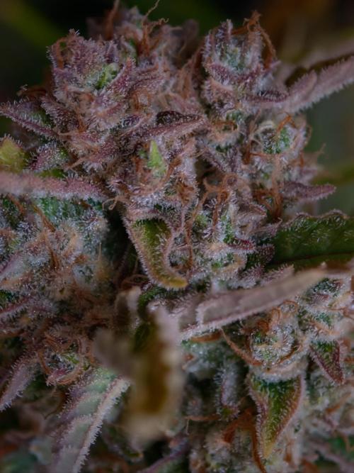 Creamzilla OSS. Week 9