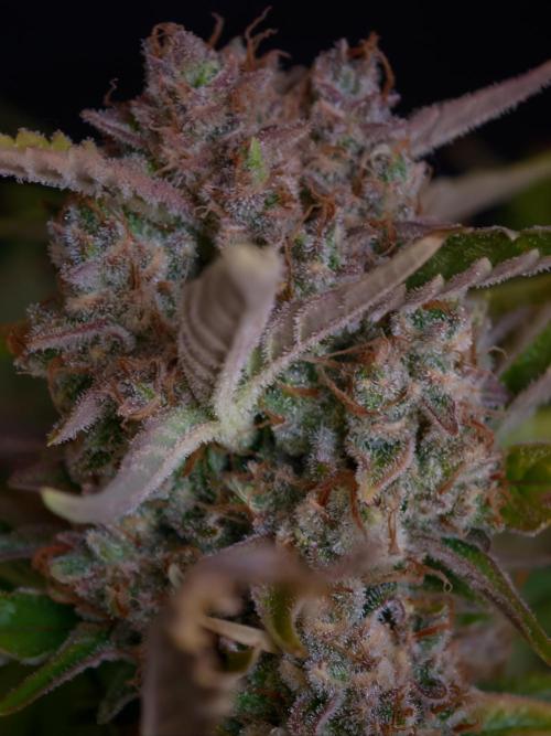 Creamzilla OSS. Week 9