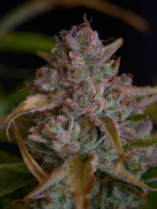 Creamzilla OSS. Week 9