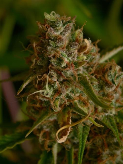 Creamzilla OSS. Week 9