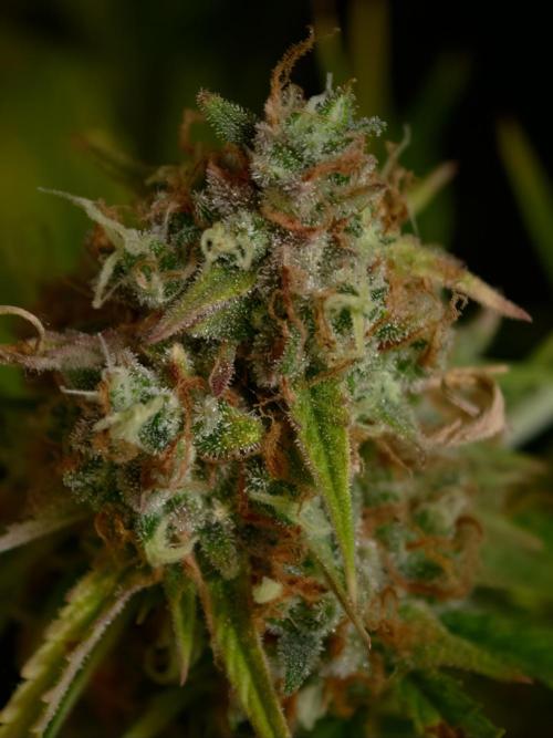 Creamzilla OSS. Week 9