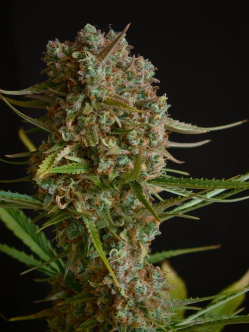 Creamzilla OSS. Week 9