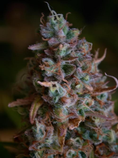 Creamzilla OSS. Week 9