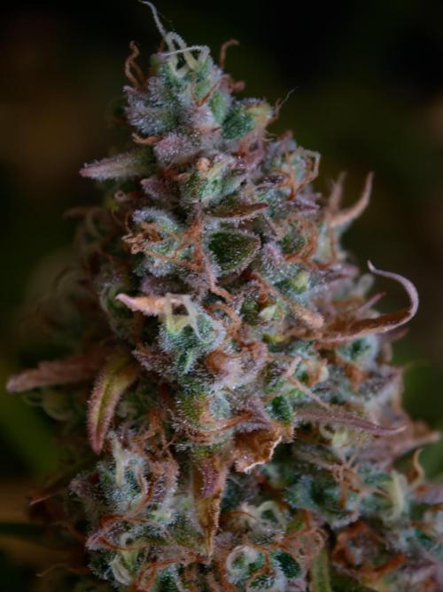 Creamzilla OSS. Week 9