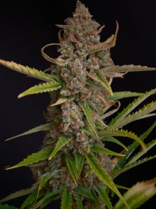 Creamzilla OSS. Week 9