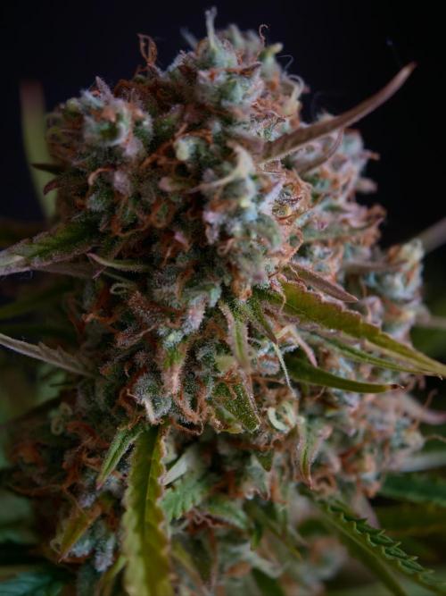 Creamzilla OSS. Week 9