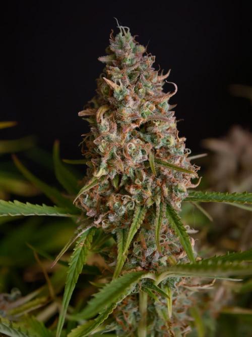 Creamzilla OSS. Week 9