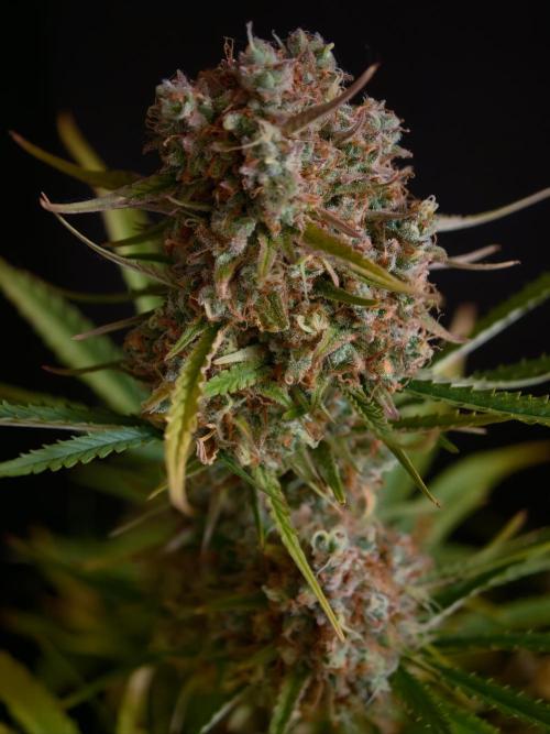 Creamzilla OSS. Week 9