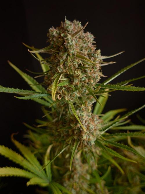 Creamzilla OSS. Week 9