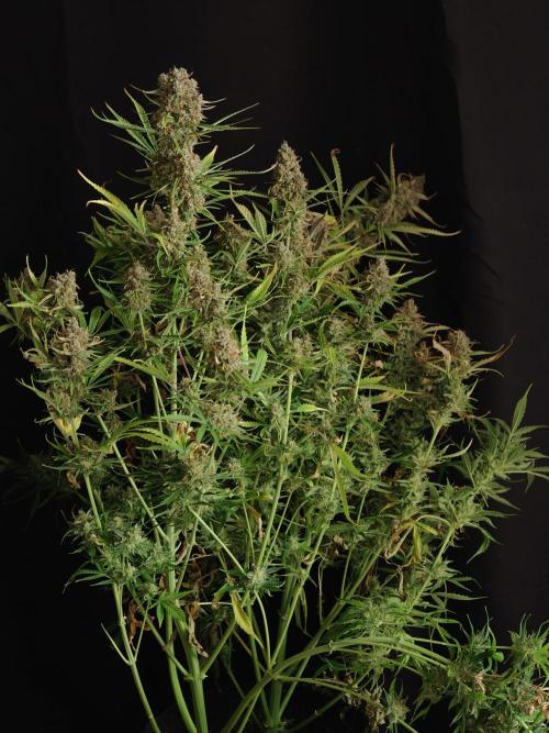 Creamzilla OSS. Week 9