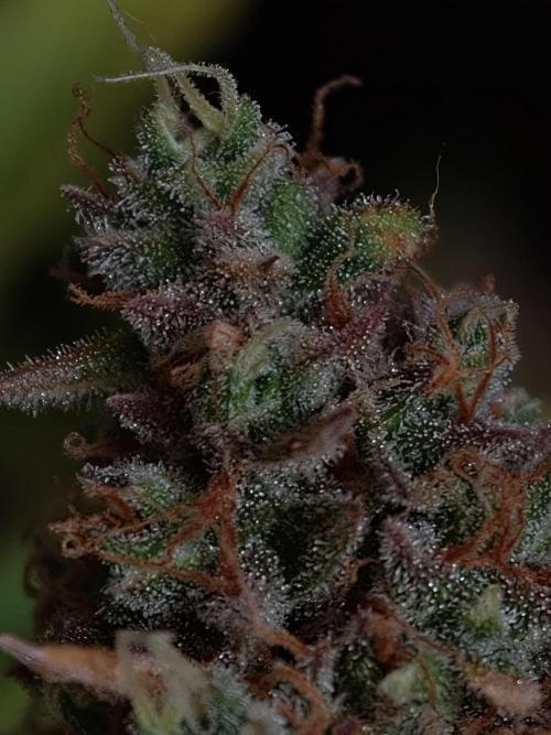 Creamzilla OSS. Week 9