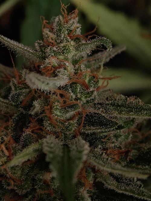 Creamzilla Auto. Week 9