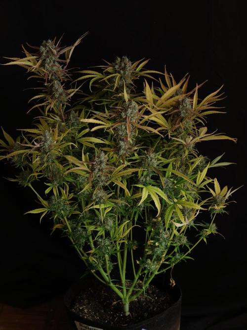Blueberry Cookies. Week 9