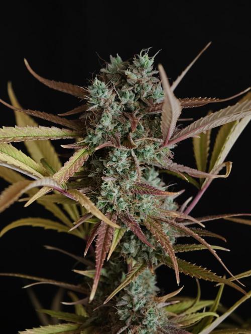 Blueberry Cookies. Week 9