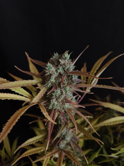 Blueberry Cookies. Week 9