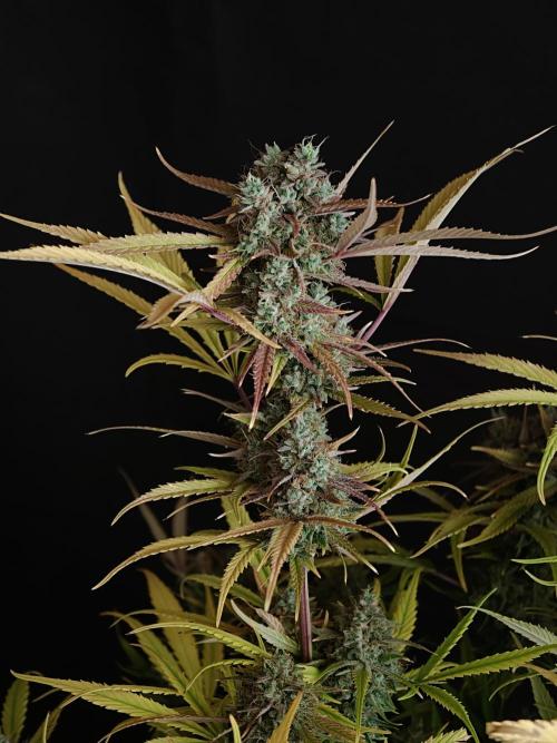 Blueberry Cookies. Week 9