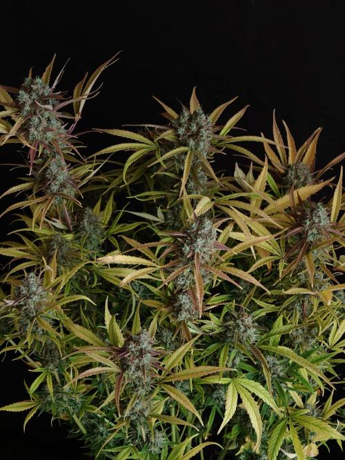 Blueberry Cookies. Week 9