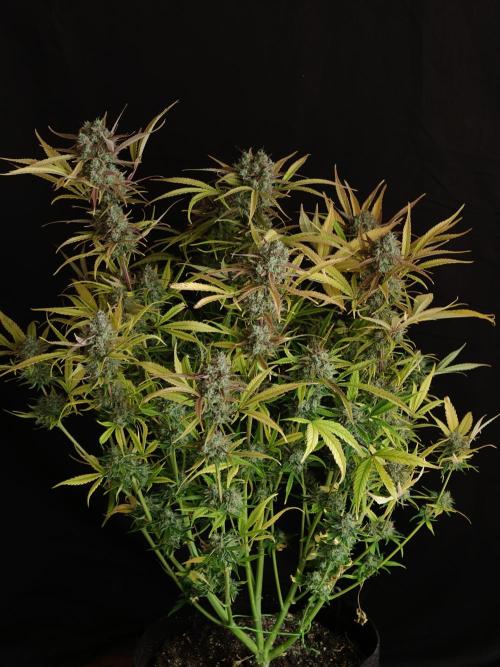 Blueberry Cookies. Week 9