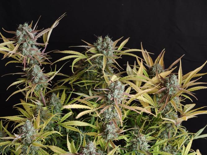 Blueberry Cookies. Week 9