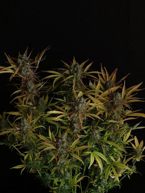 Blueberry Cookies. Week 9
