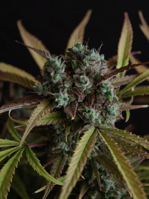 Blueberry Cookies. Week 9