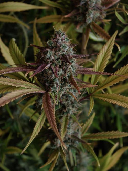 Blueberry Cookies. Week 9