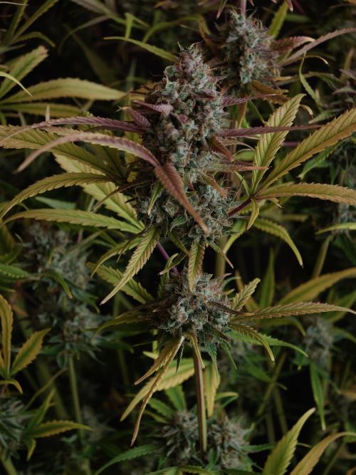 Blueberry Cookies. Week 9