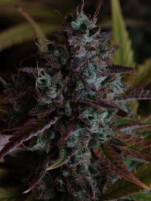 Blueberry Cookies. Week 9