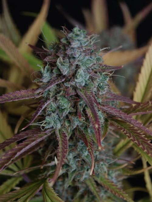 Blueberry Cookies. Week 9