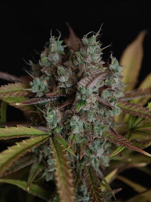 Blueberry Cookies. Week 9