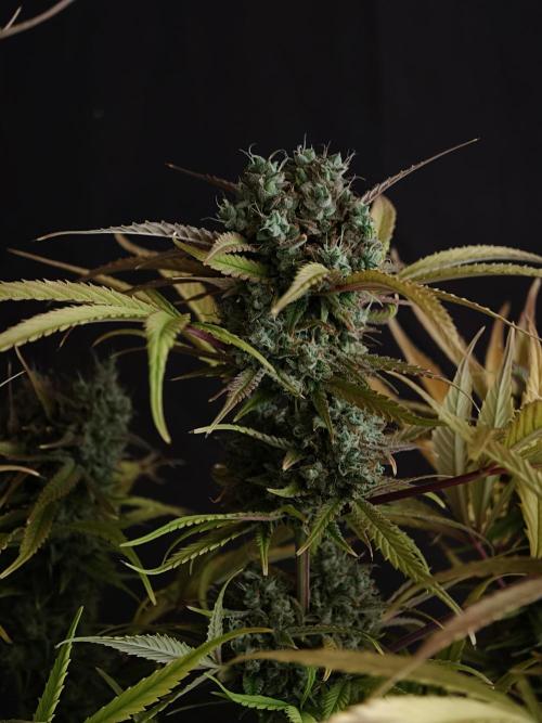 Blueberry Cookies. Week 9