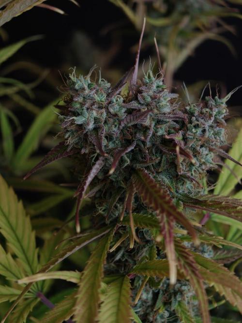 Blueberry Cookies. Week 9