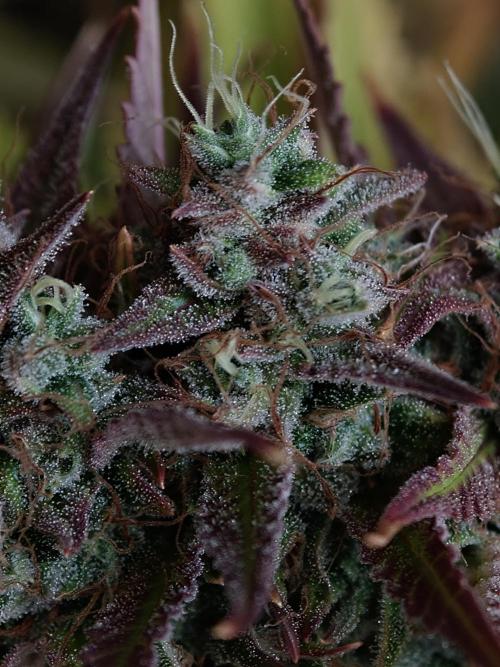 Blueberry Cookies. Week 9