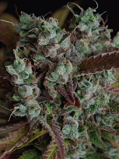 Blueberry Cookies. Week 9