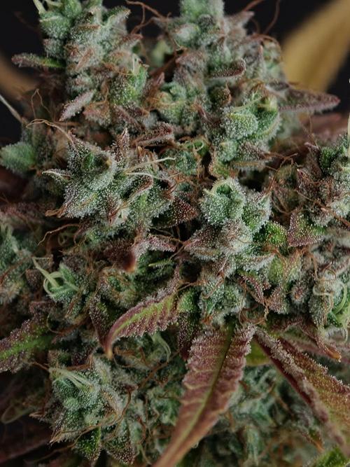 Blueberry Cookies. Week 9