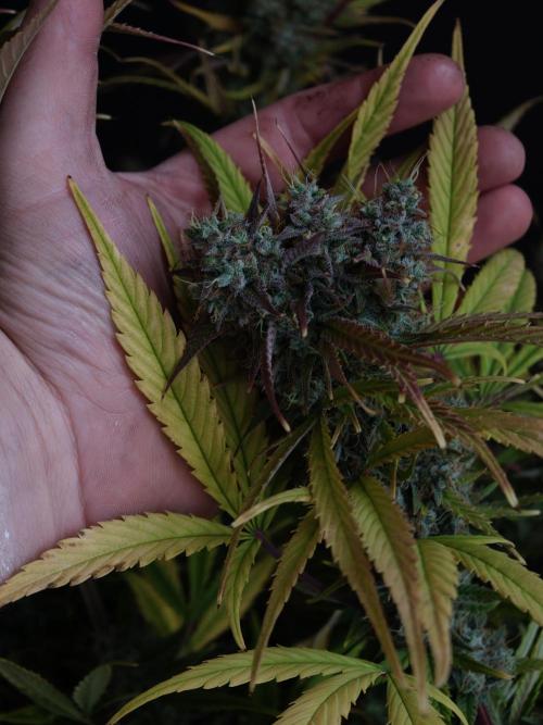Blueberry Cookies. Week 9
