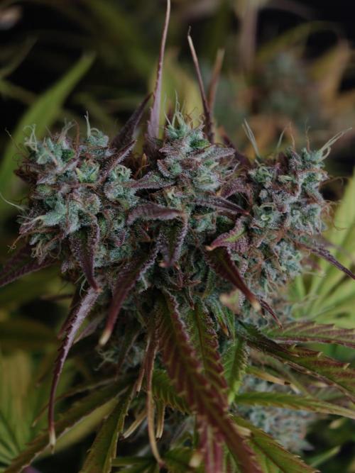 Blueberry Cookies. Week 9