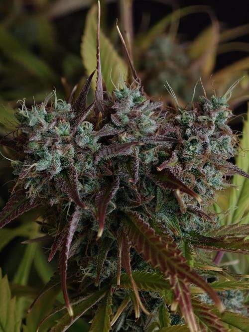 Blueberry Cookies. Week 9