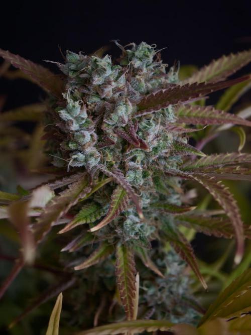 Blueberry Cookies. Week 9