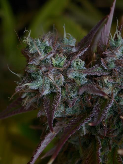 Blueberry Cookies. Week 9