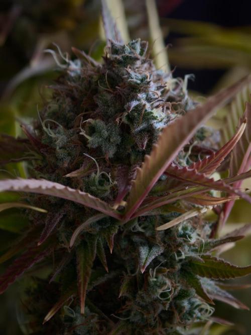 Blueberry Cookies. Week 9
