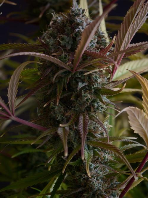 Blueberry Cookies. Week 9