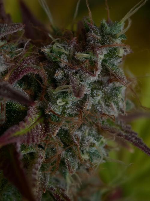 Blueberry Cookies. Week 9