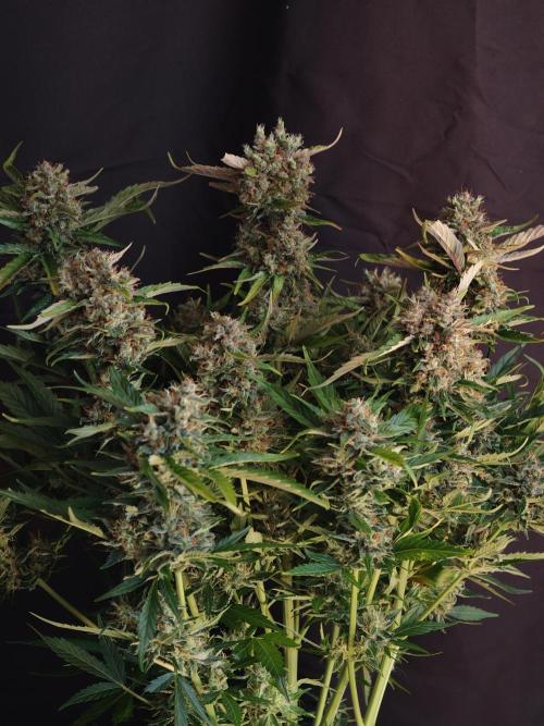 Melon Mosh auto OSS. Week 10