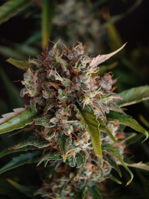 Melon Mosh auto OSS. Week 10