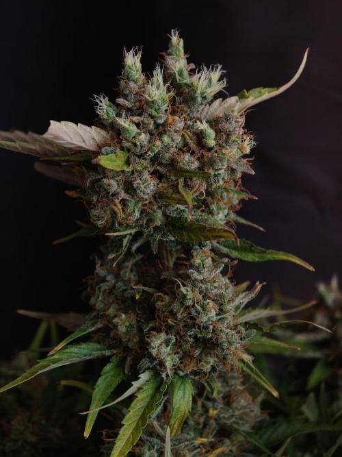 Melon Mosh auto OSS. Week 10